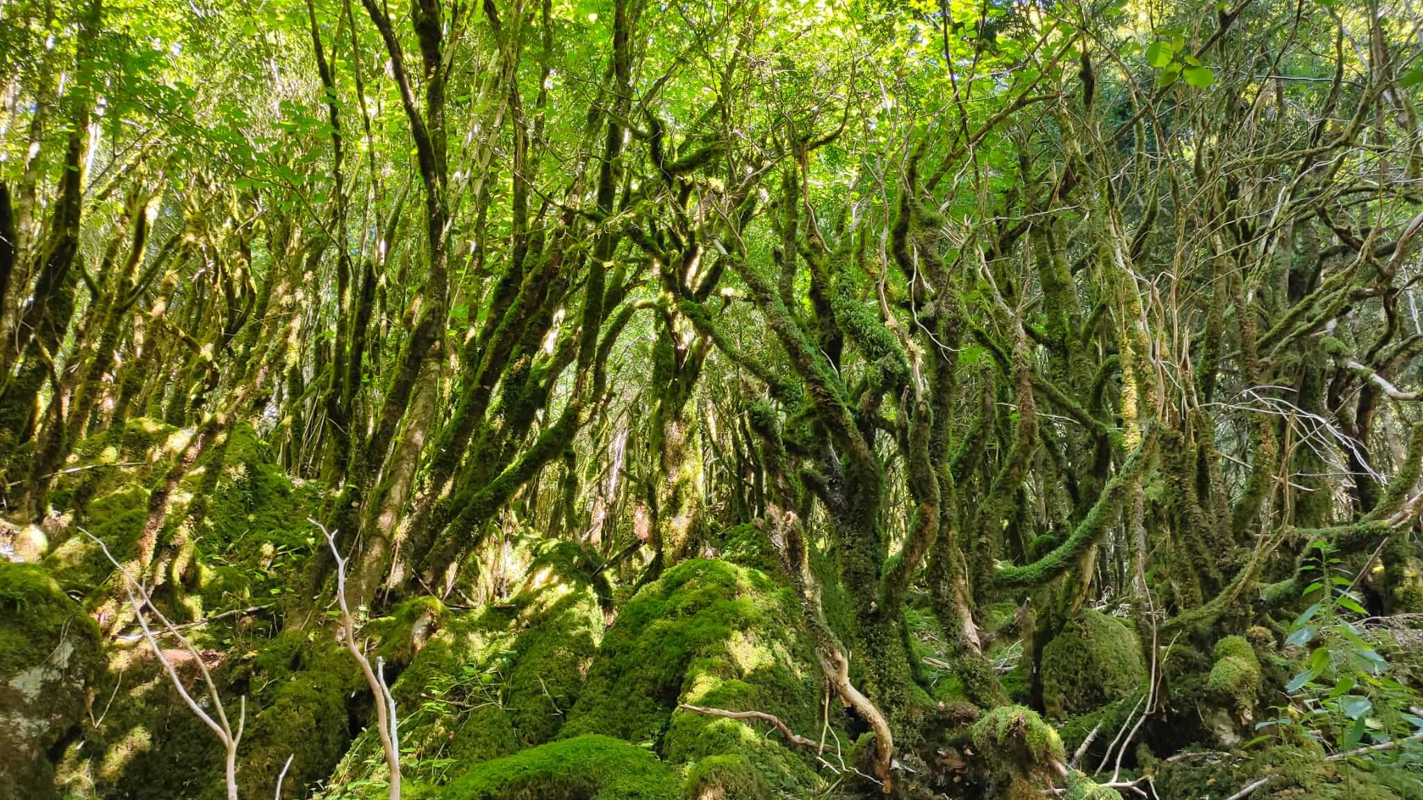 Imagen UN CUENTO LLAMADO SELVA DE IRATI